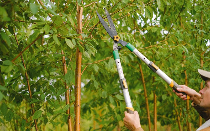 Tree trimming in Springdale, UT