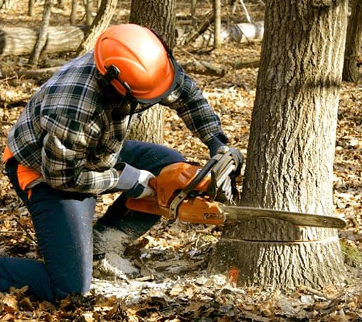 Tree Removal in Springdale, UT